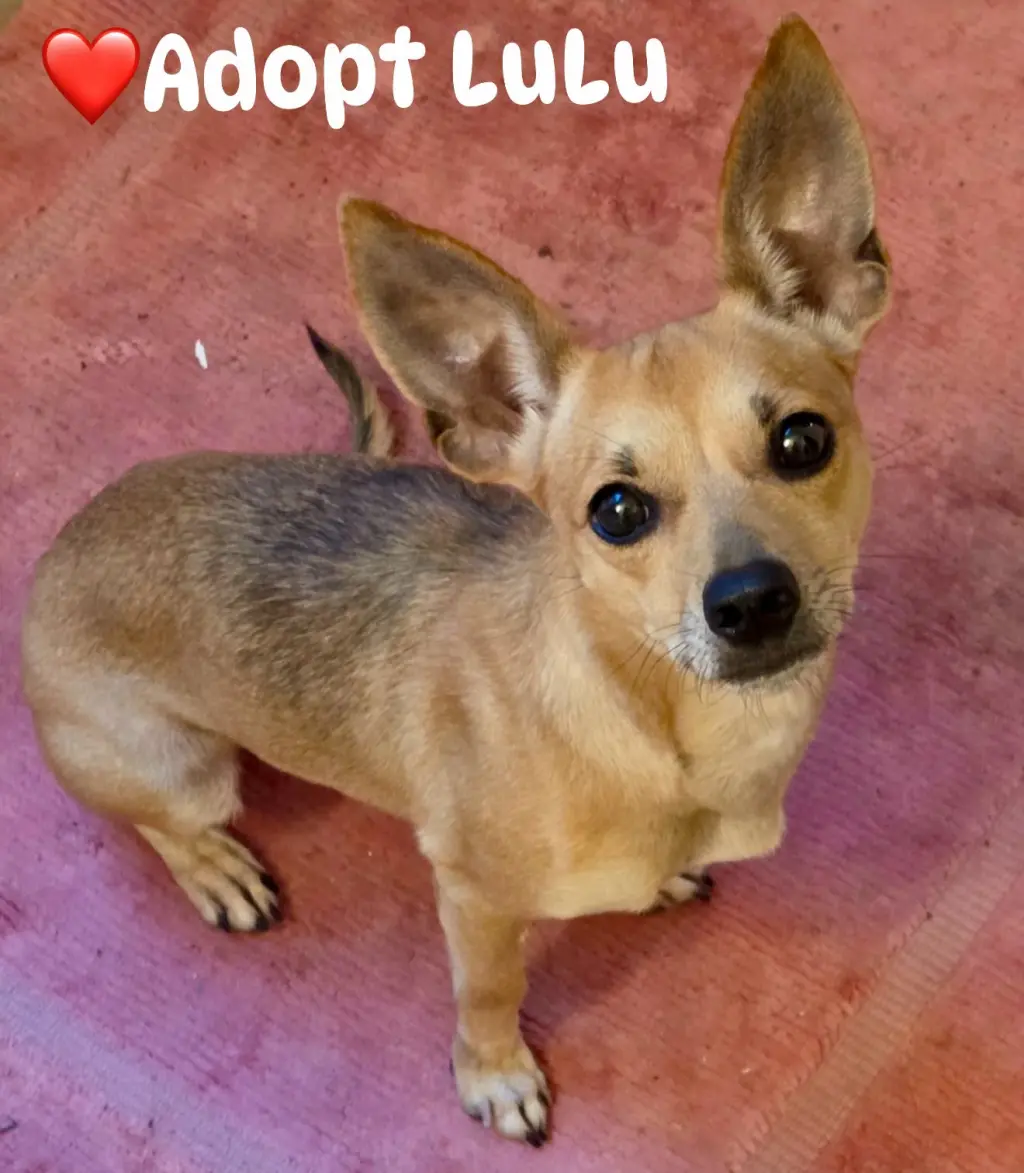 Lulu