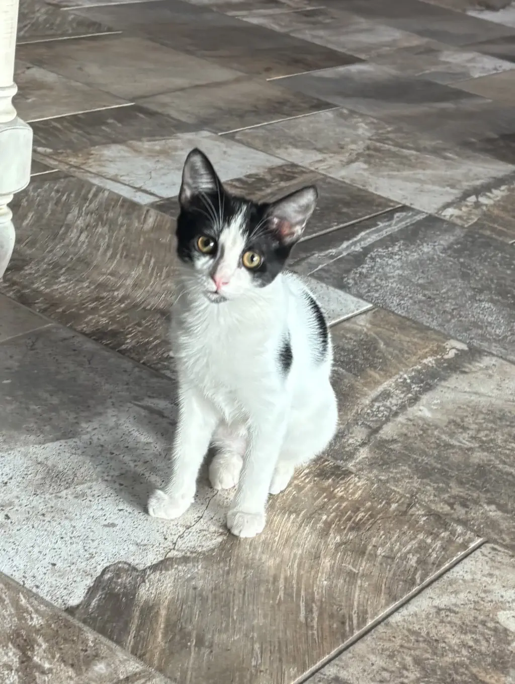 Dora
