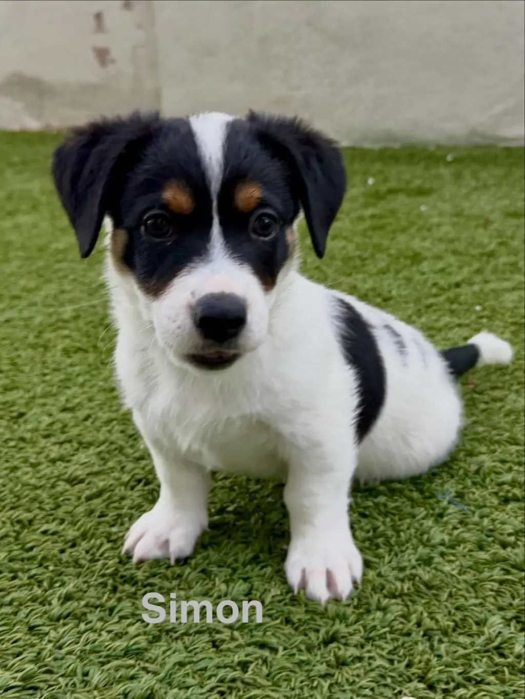 Simon
