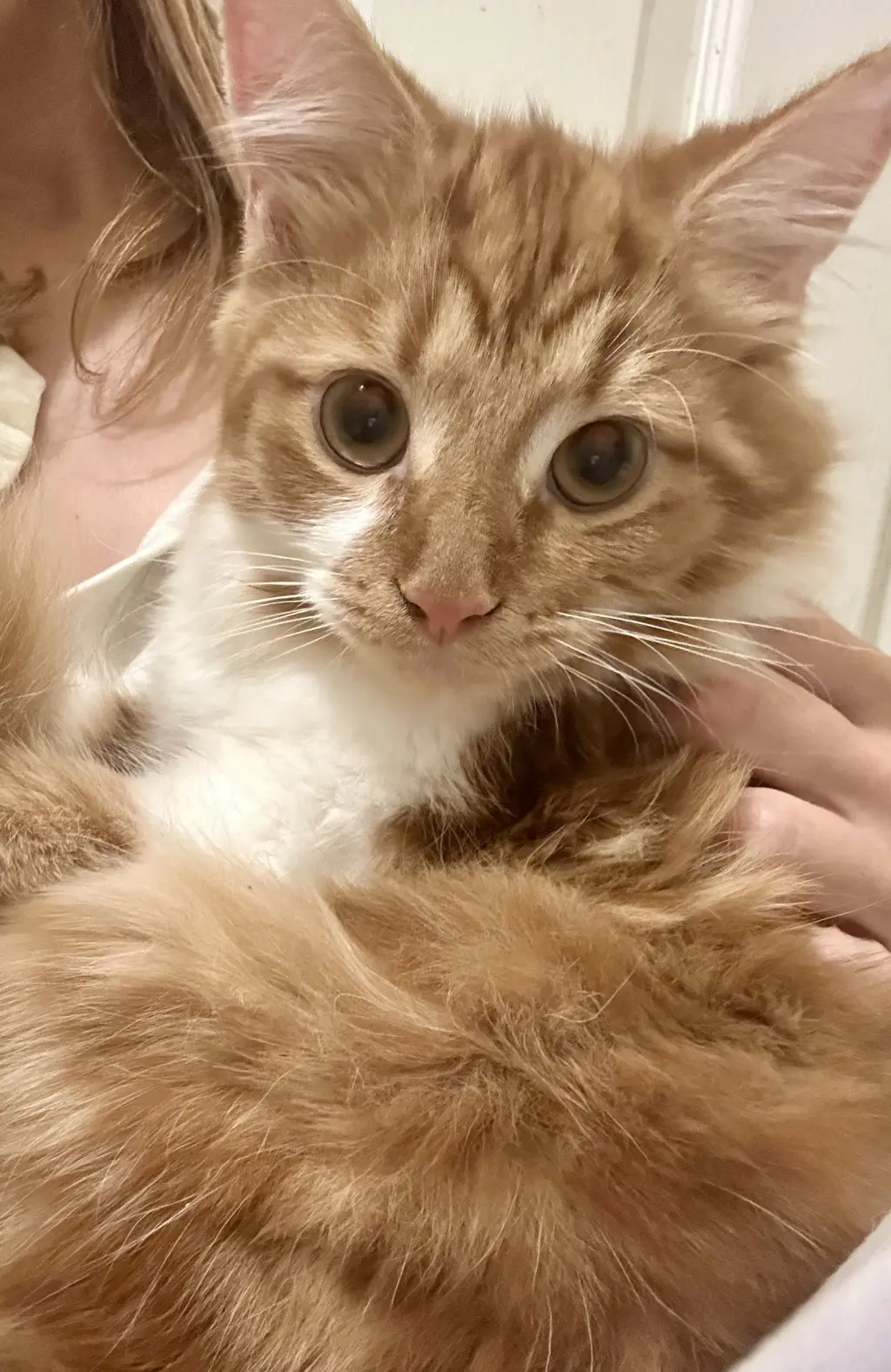 Creamsicle (bonded to Rainbow Pickle)