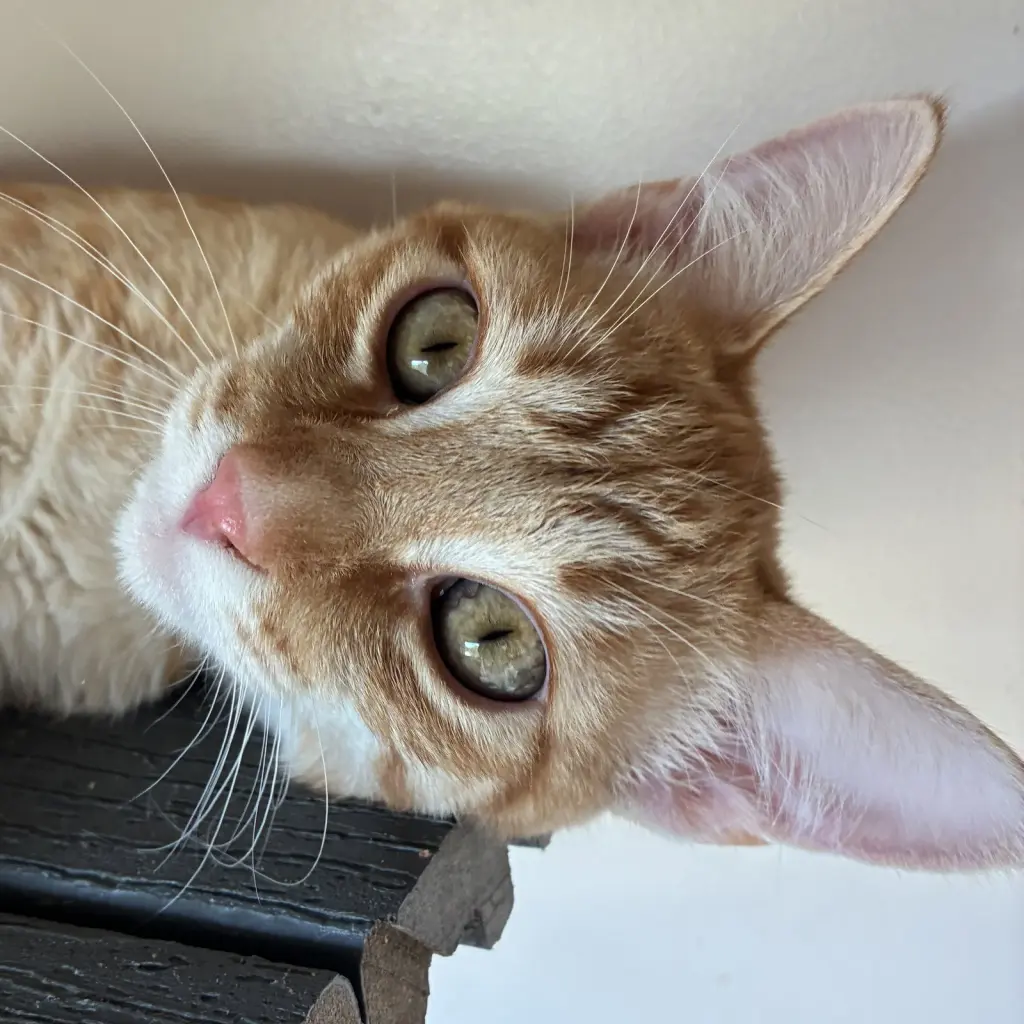 Tangelo
