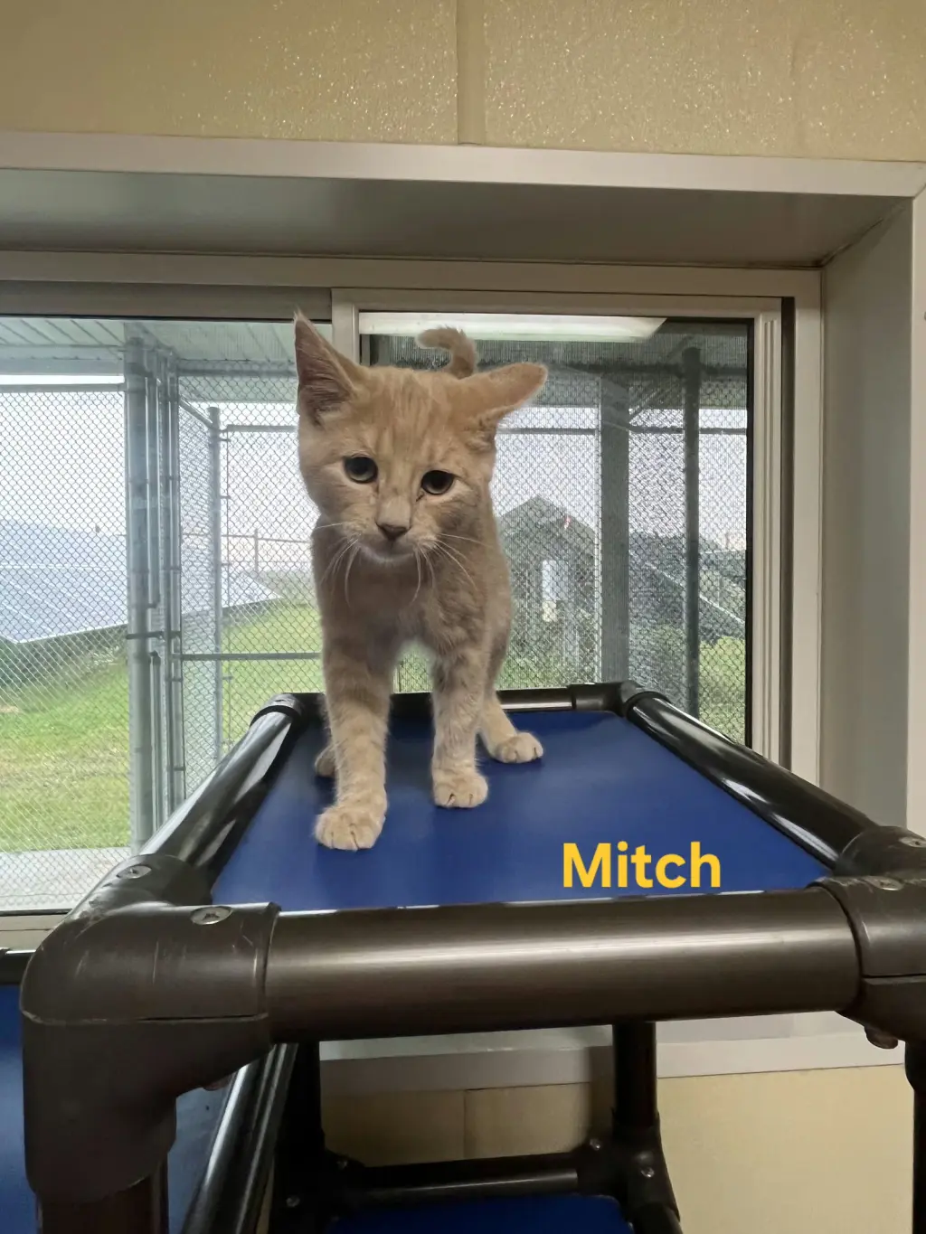 Mitch
