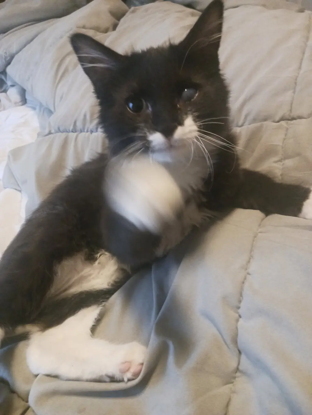 Puffin (new)