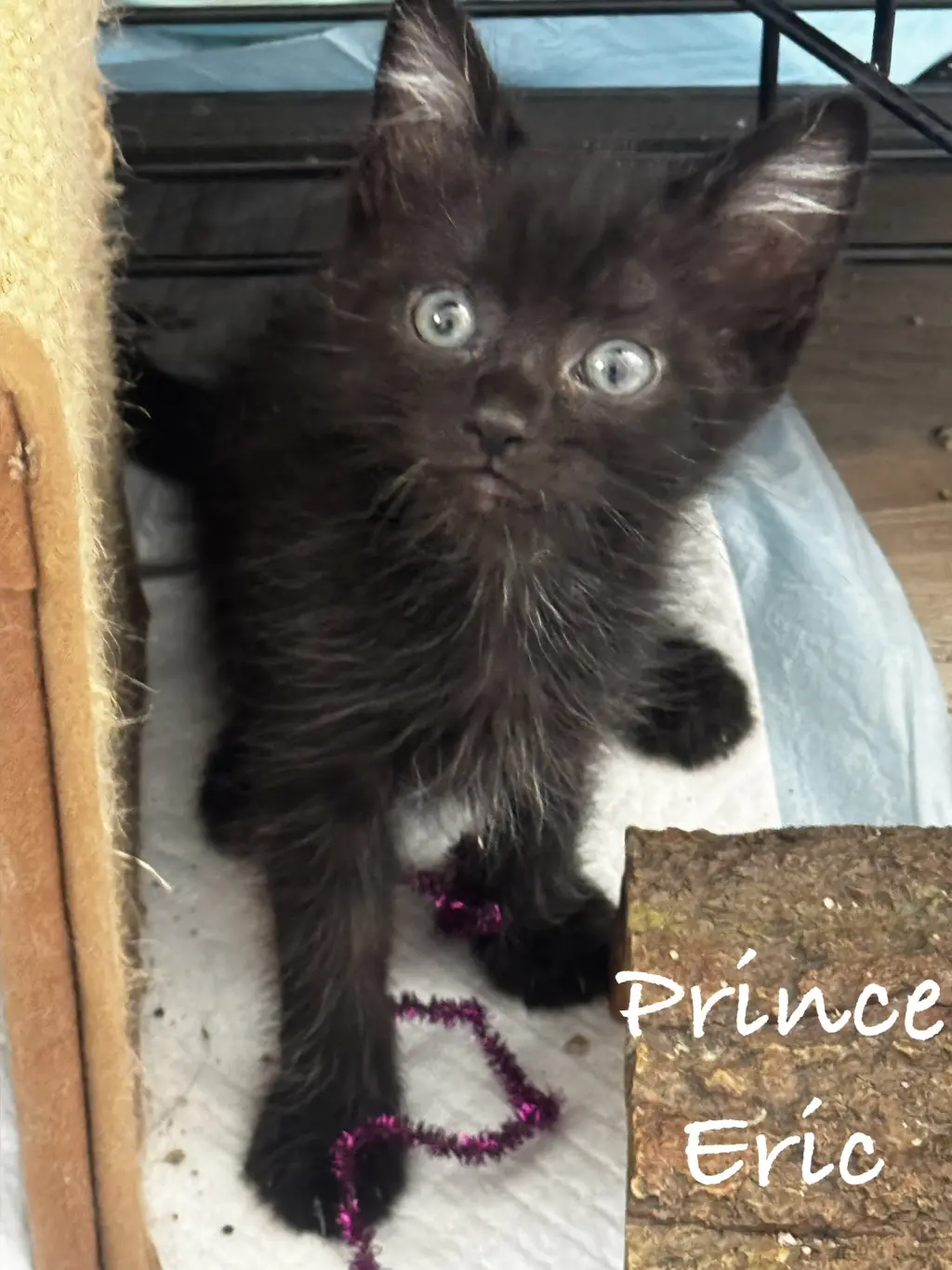 Prince Eric