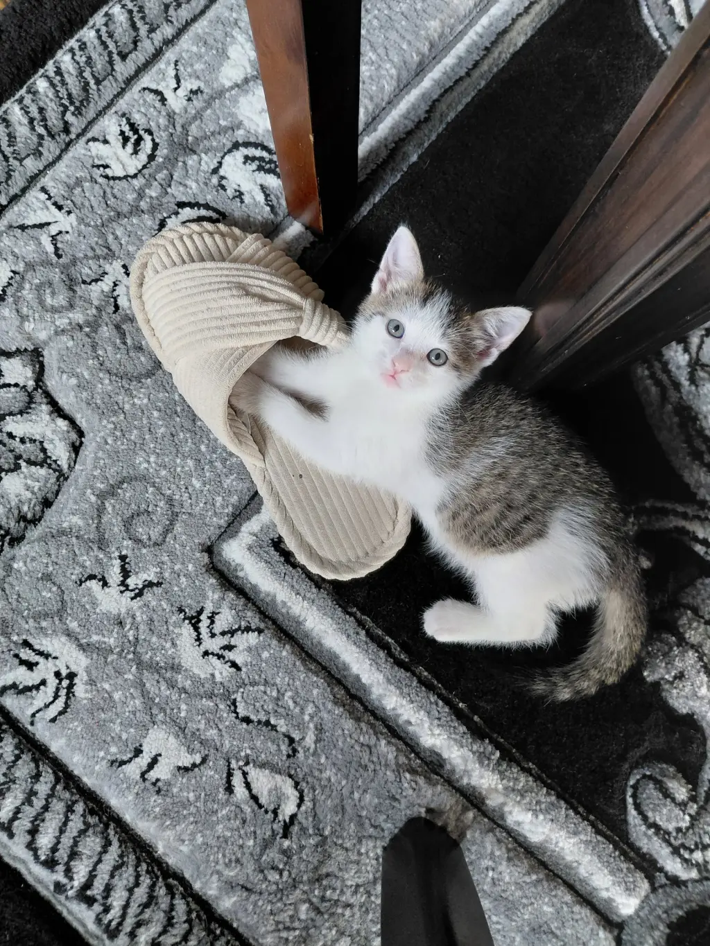 Lily G.