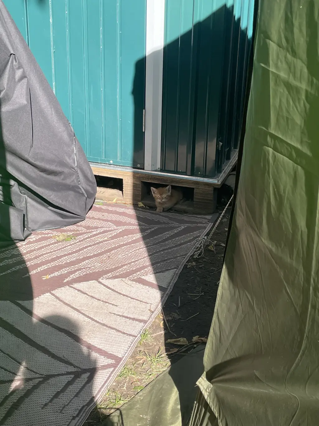 Catthew