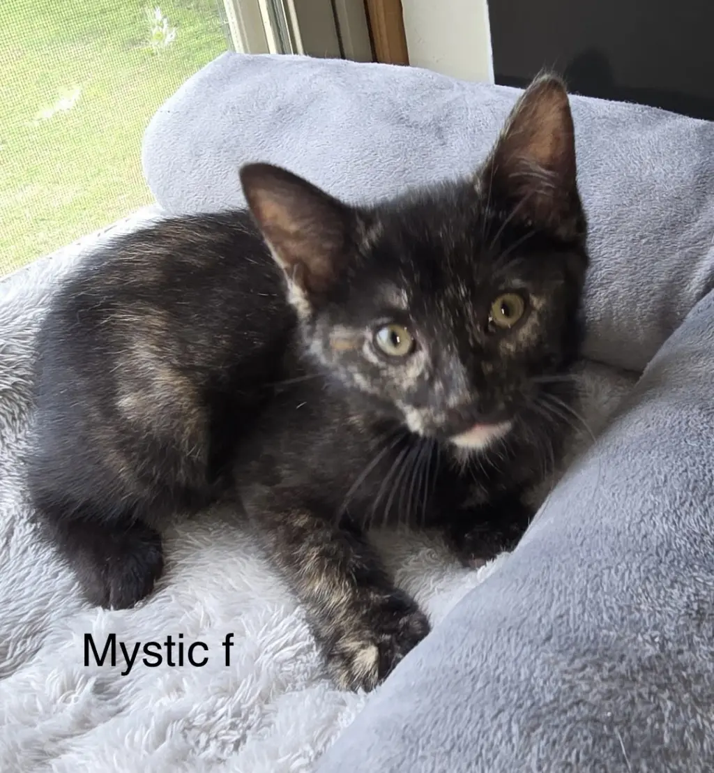 Mystique ( kf)
