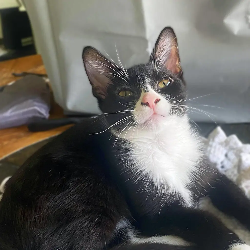 Pimento (sweet and petite fella)