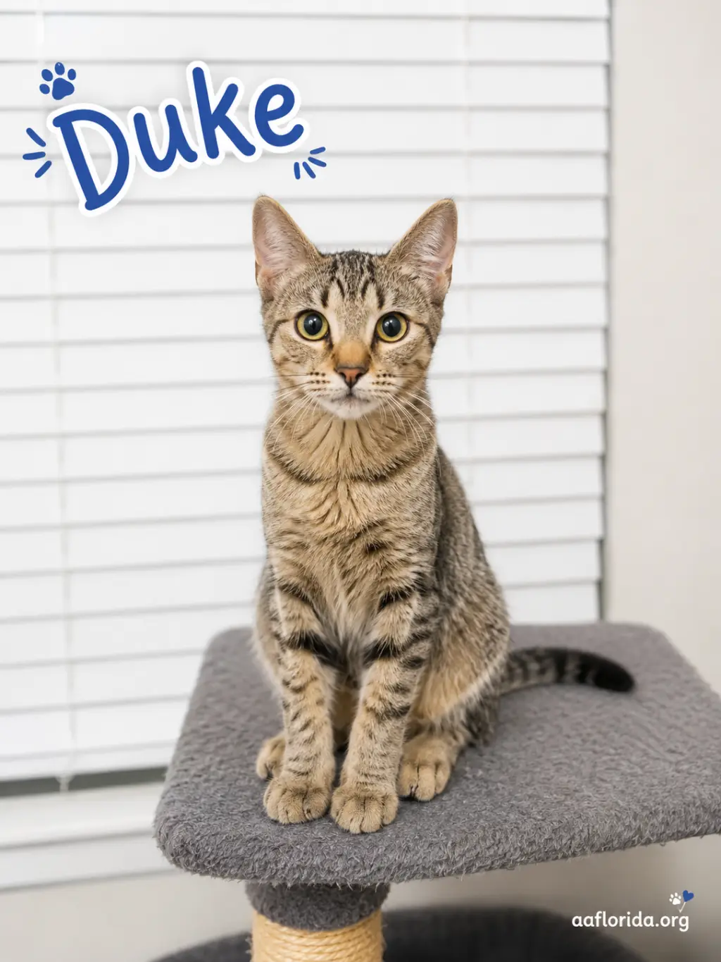 Duke