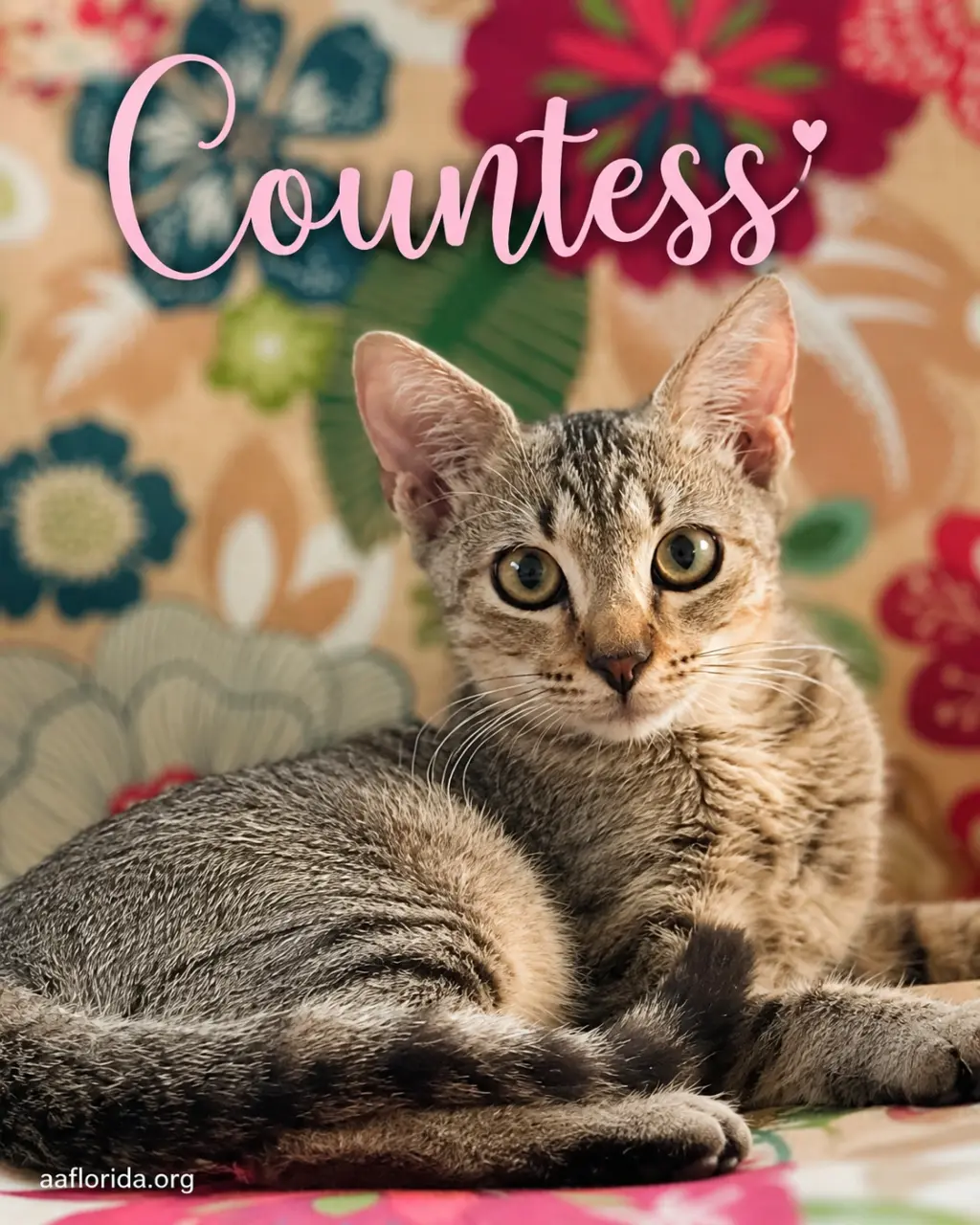 Countess