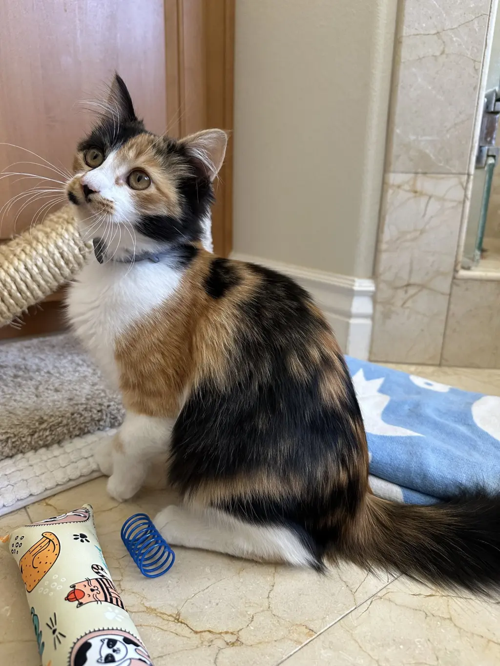 Pumpkin (Courtesy Post)