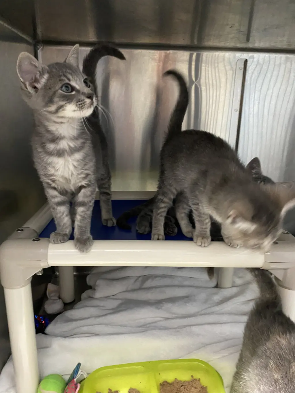 Thumper - At shelter