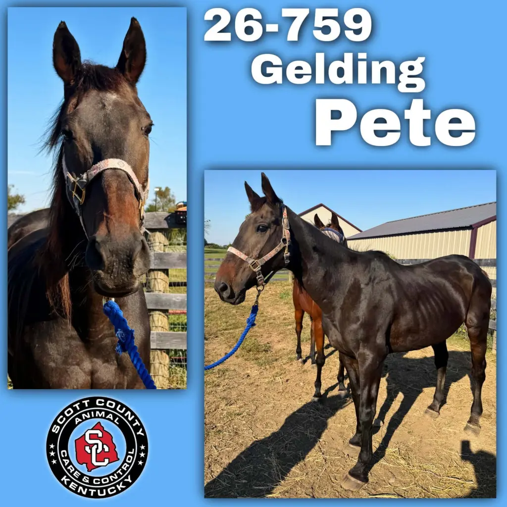 Pete (Peak Ahead)