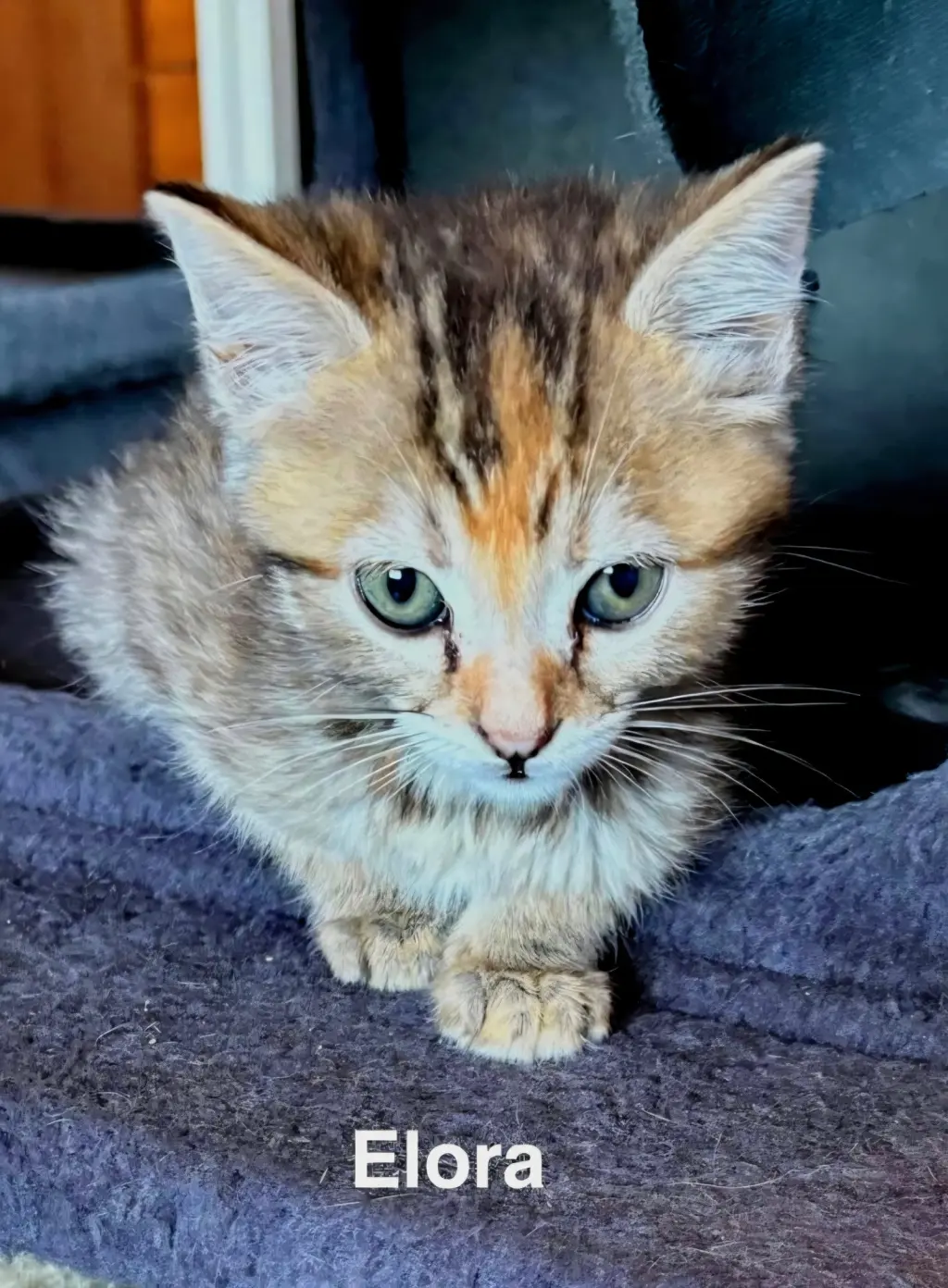 Elora