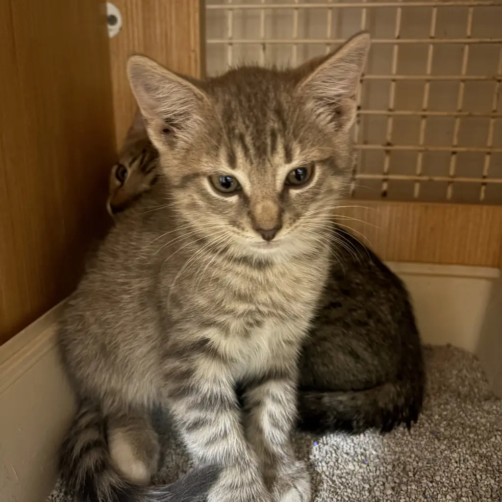 light brown striped tabby kitten