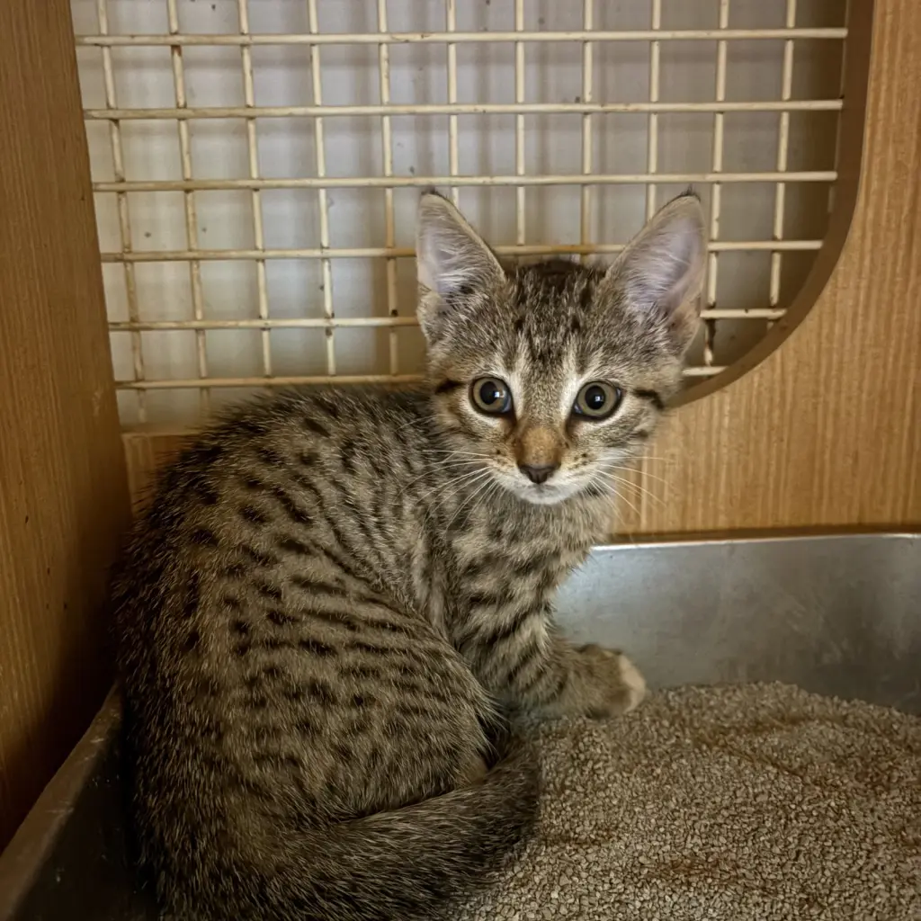 Brown tabby kitten