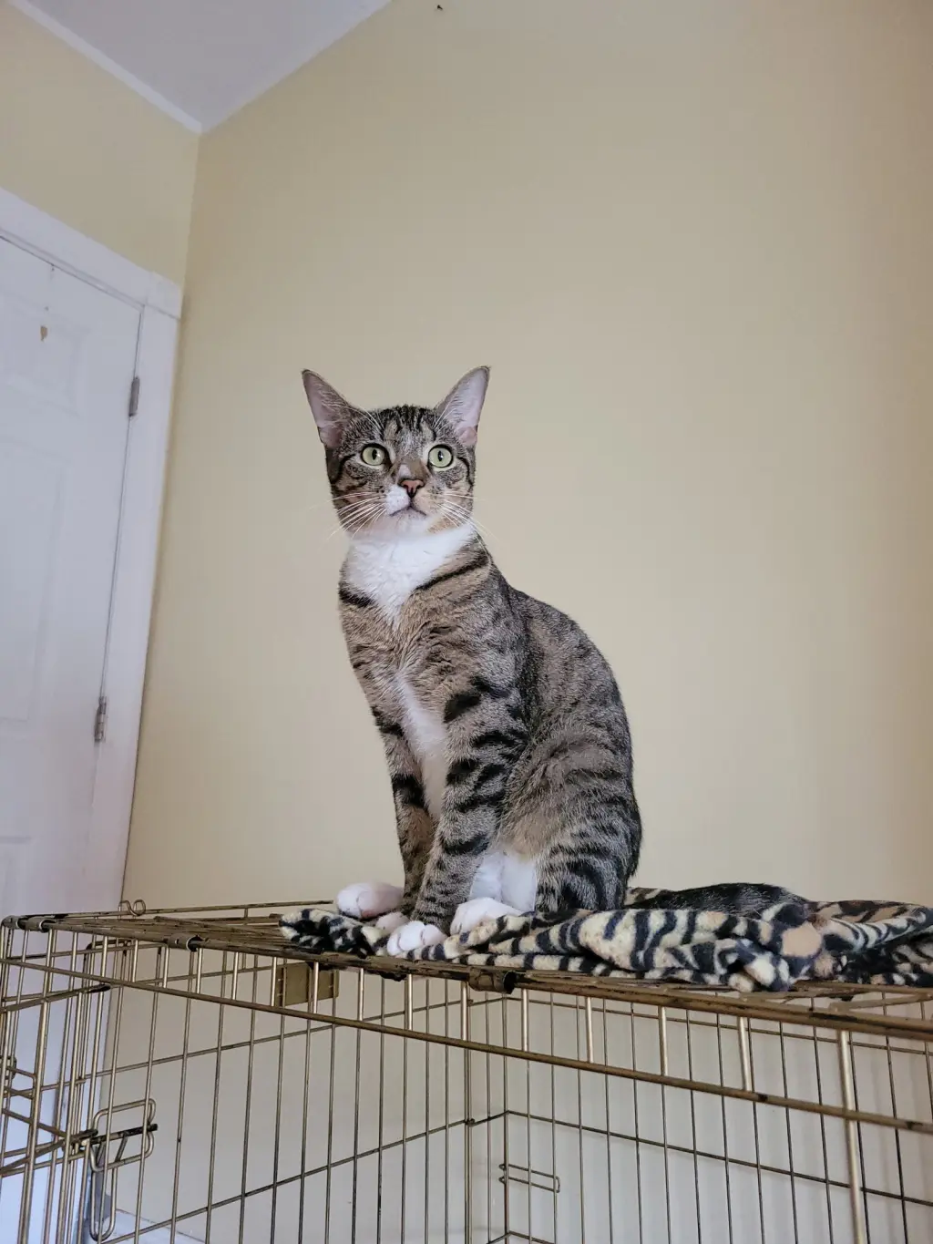Mr.Pickle  1 year AVA 10/8