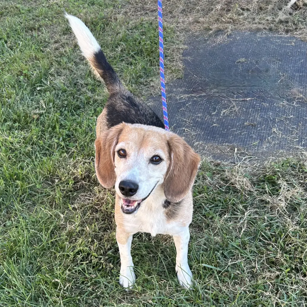 Buddy Beagle 2026