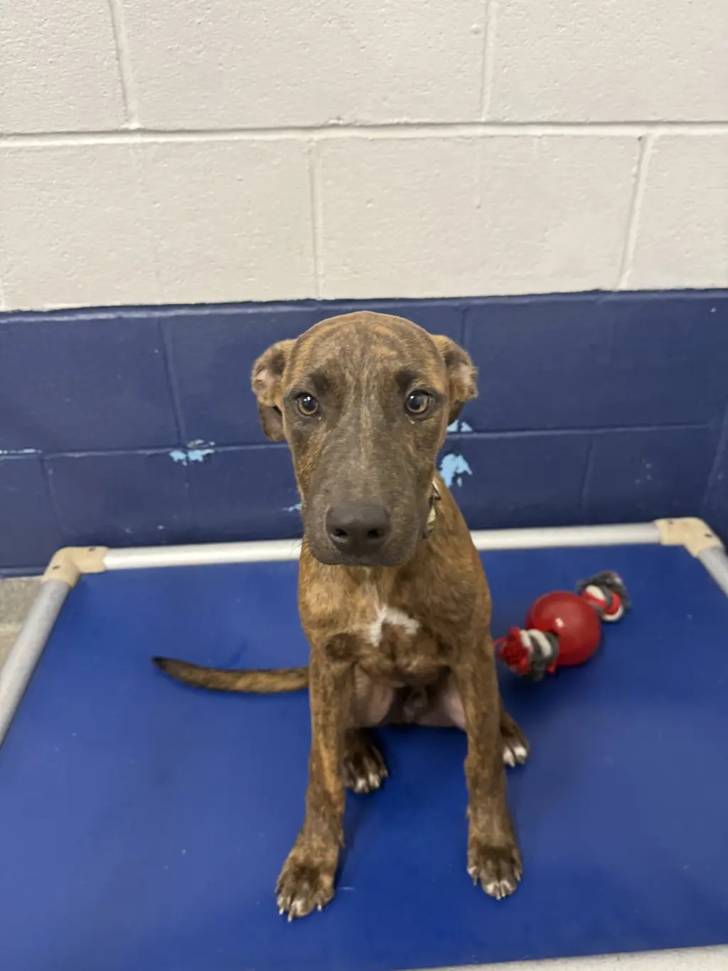 Tyson 4 mo AVA 10/7