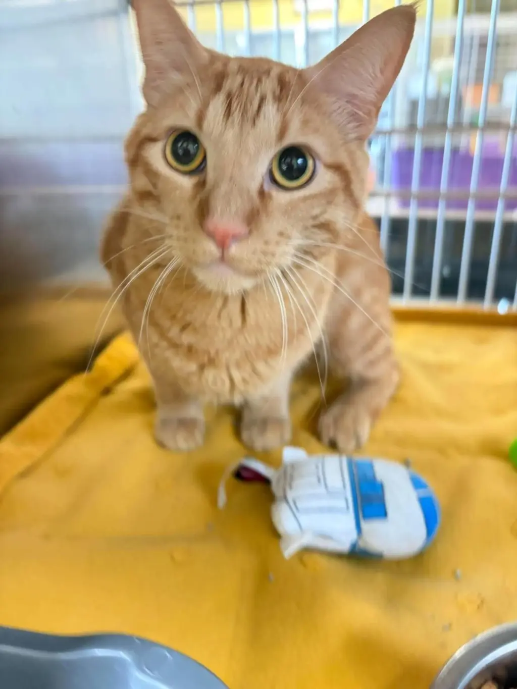 Simba