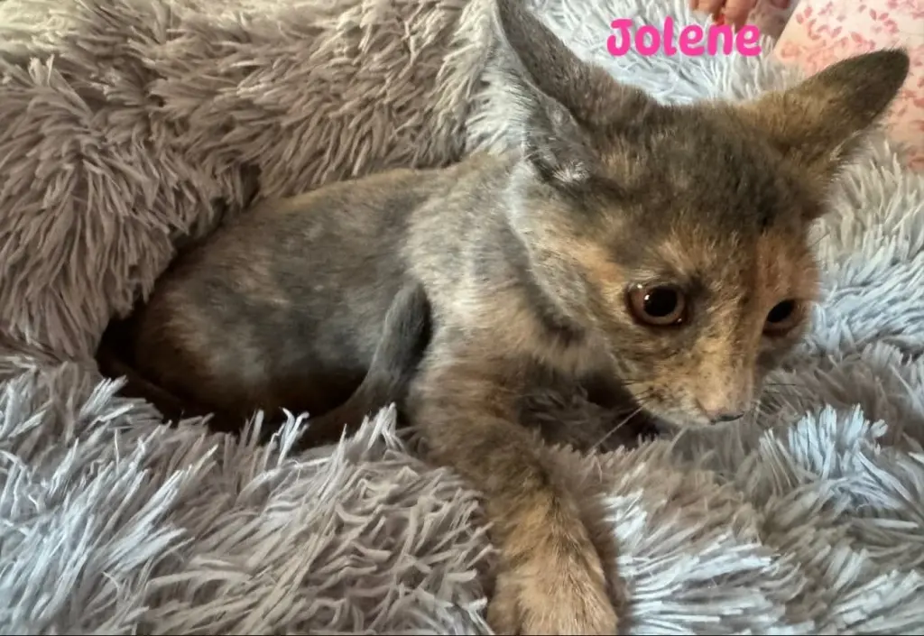 Jolene - Not at shelter (Kori)