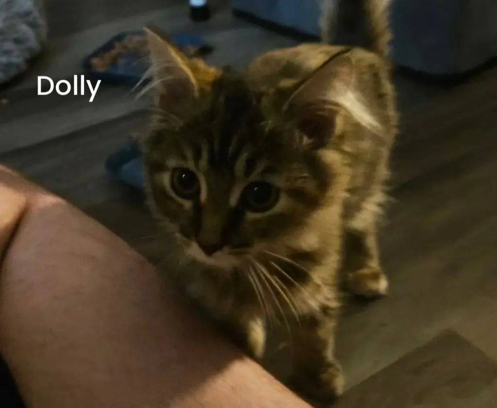 Dolly - Not at shelter (Kori)