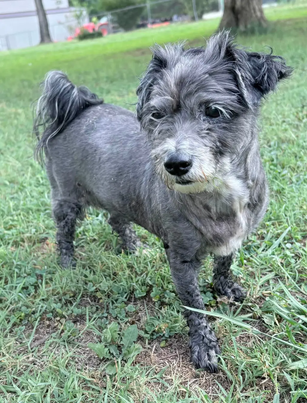 Maude