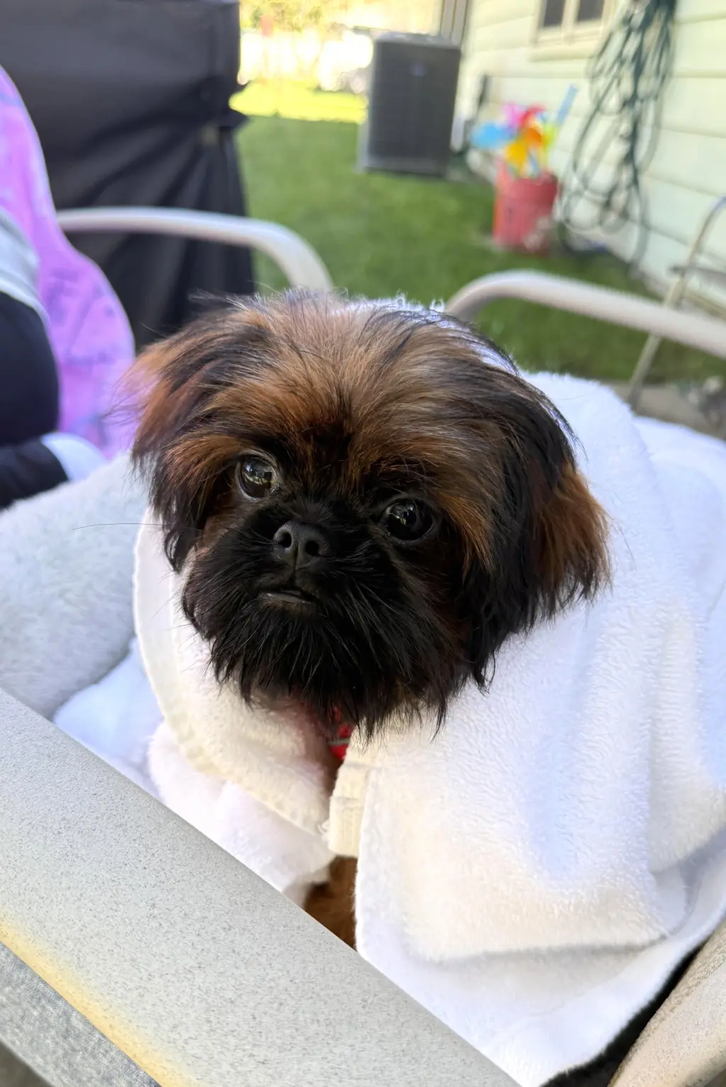 Cookie the Shiffon