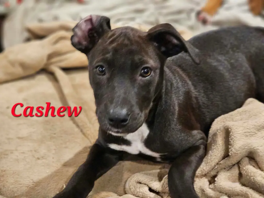 CASHEW - NUT LITTER