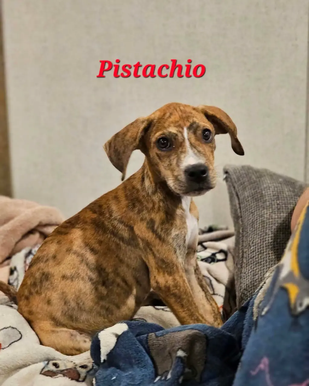 PISTACHO - NUT LITTER