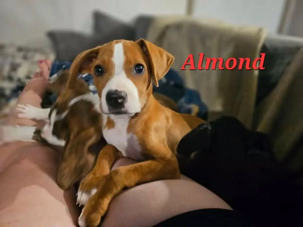 ALMOND -  NUT LITTER