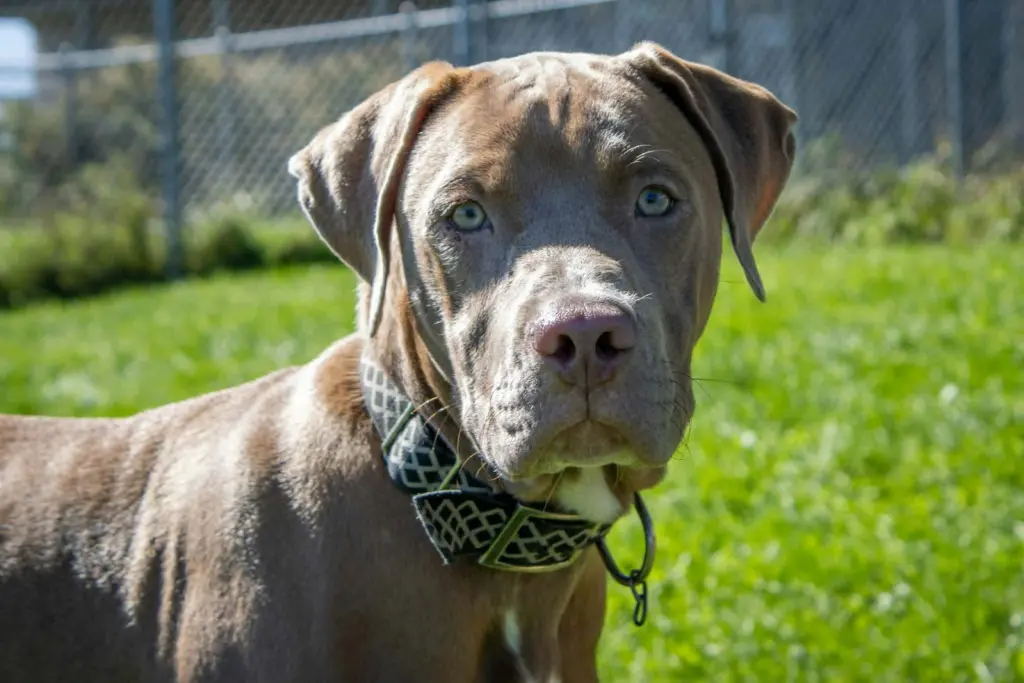 Lefty (adoption pending)
