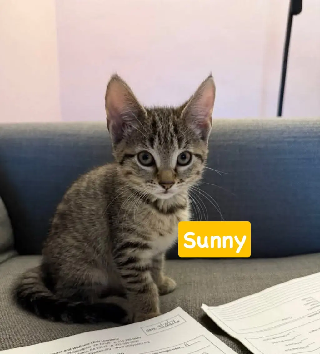 Sunny