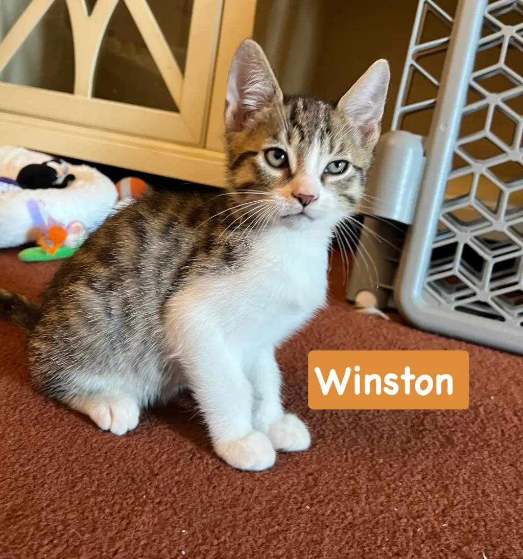Winston