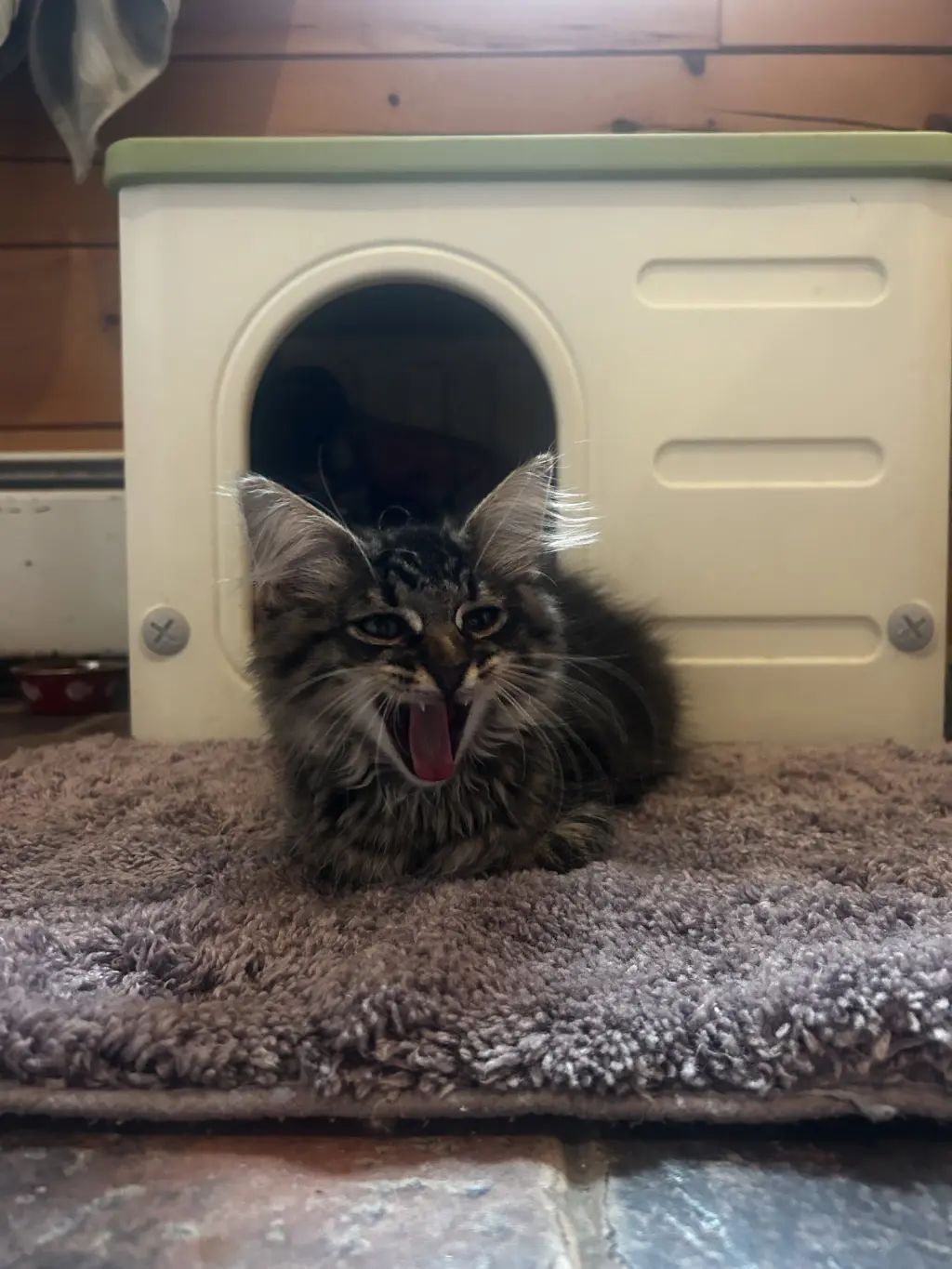Purrston McBaker