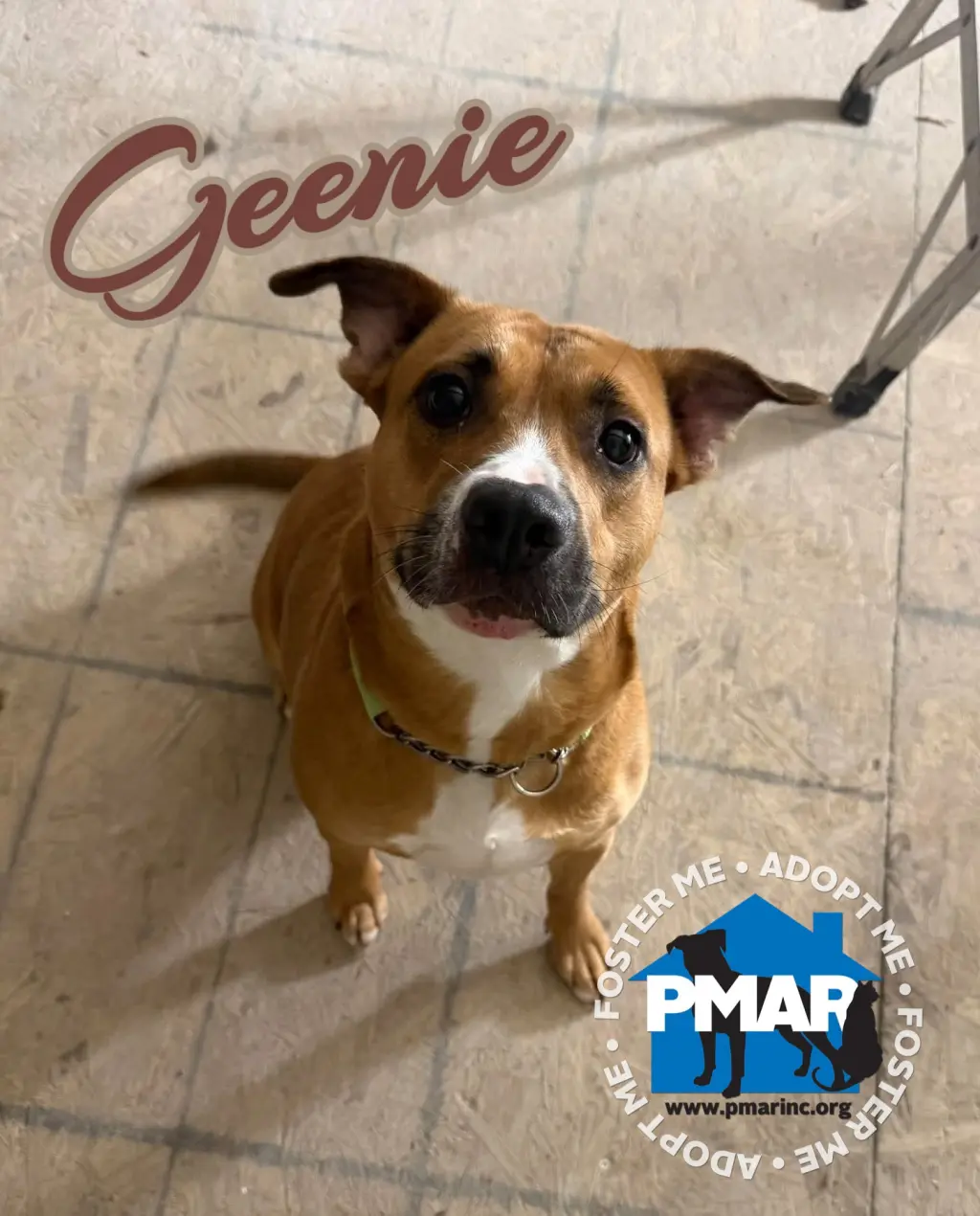 Geenie
