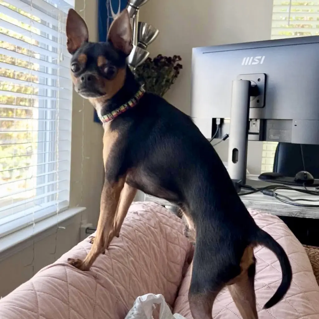 Loki