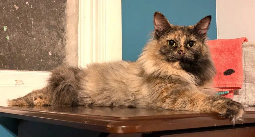 KITTY MOOMIE