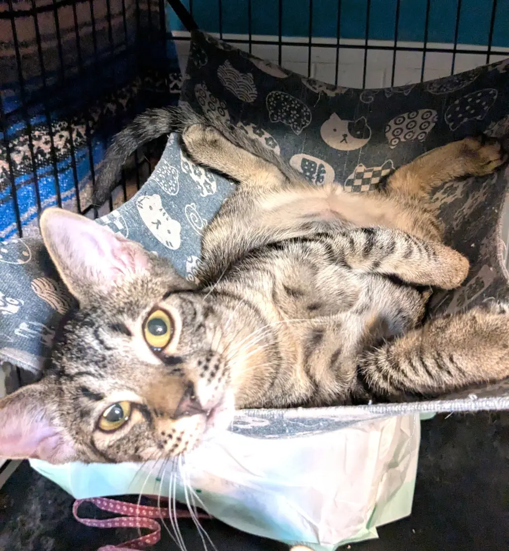 KITTEN HAWK