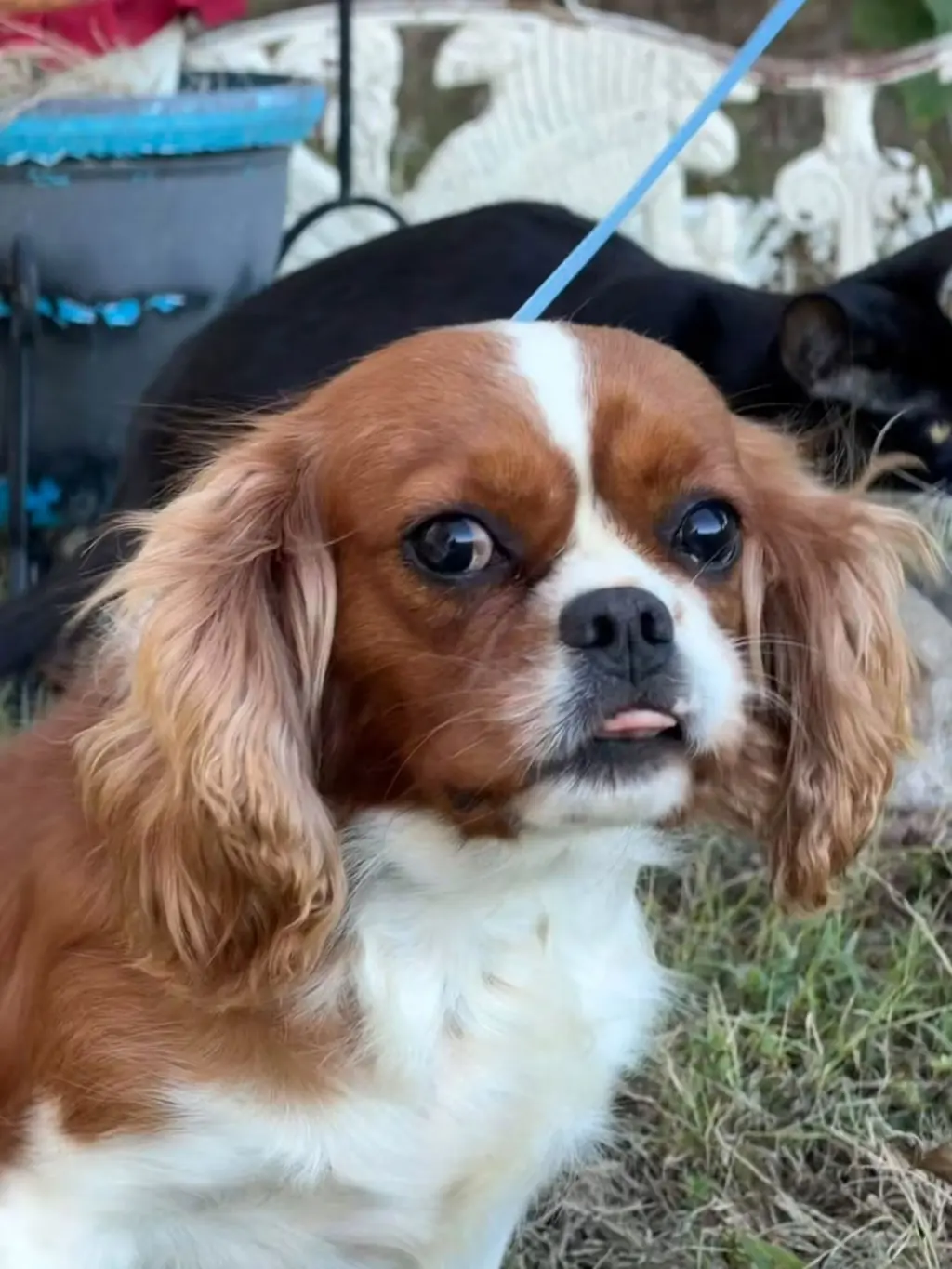 Annabelle/ PENDING