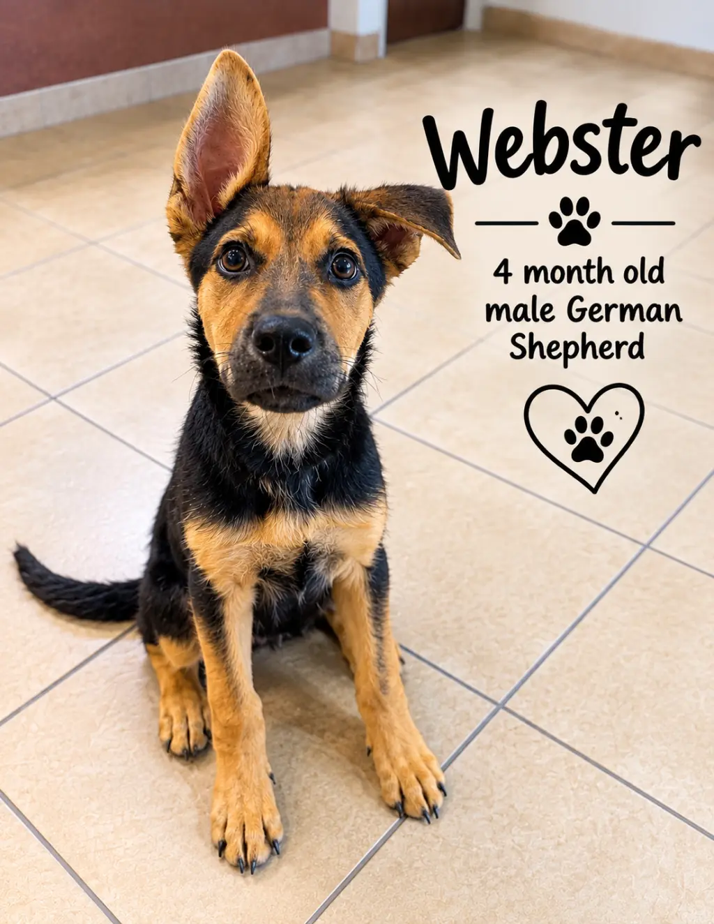WEBSTER – 4 MONTH MALE GERMAN SHEPHERD