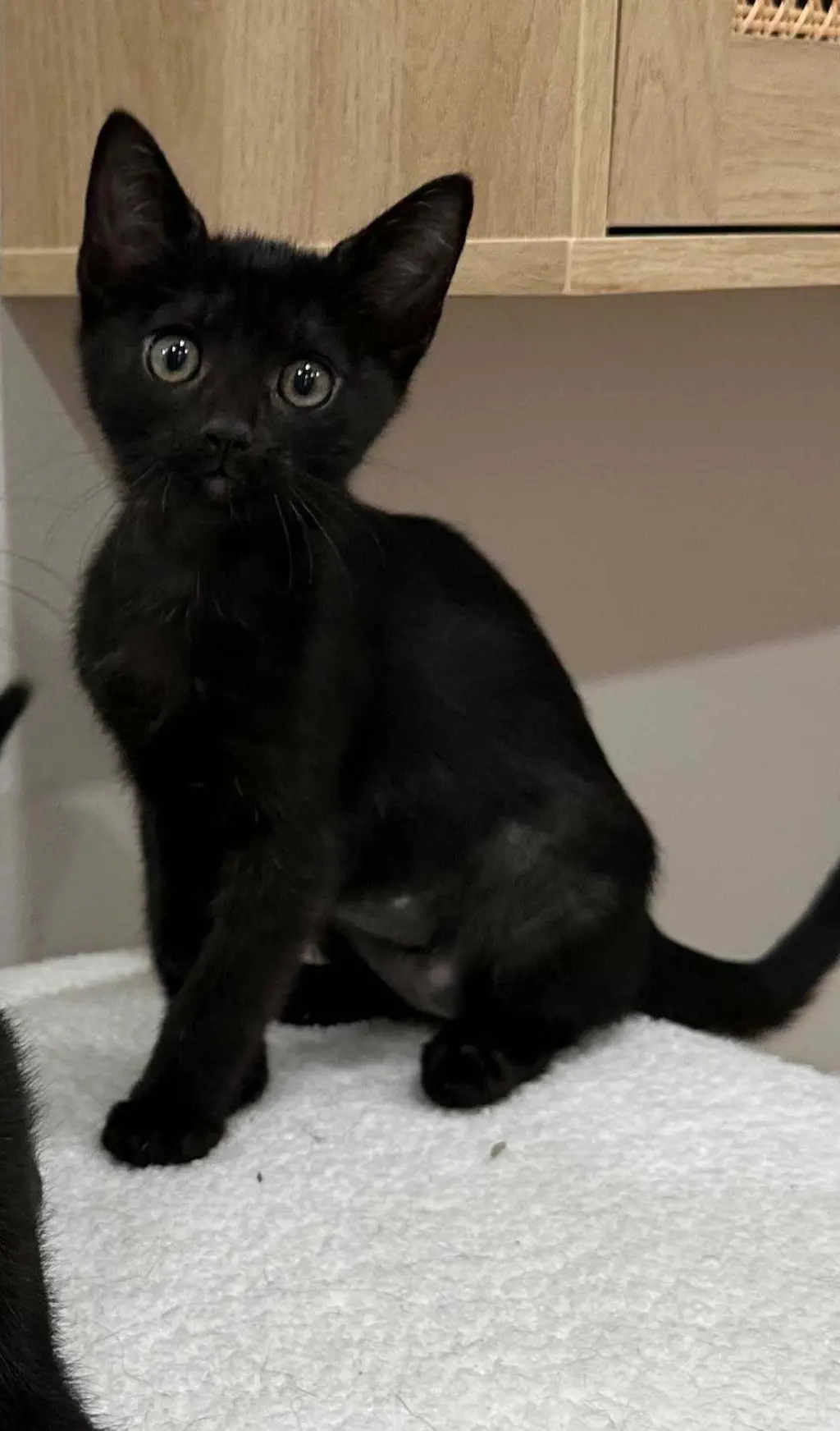 Kitten Yellowfang