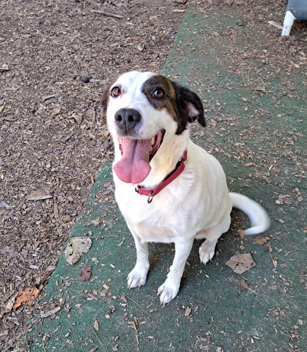Willa