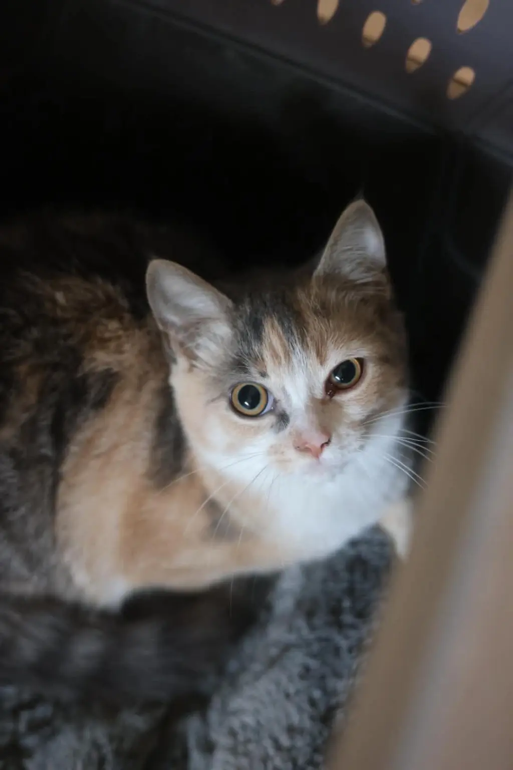 Lulu