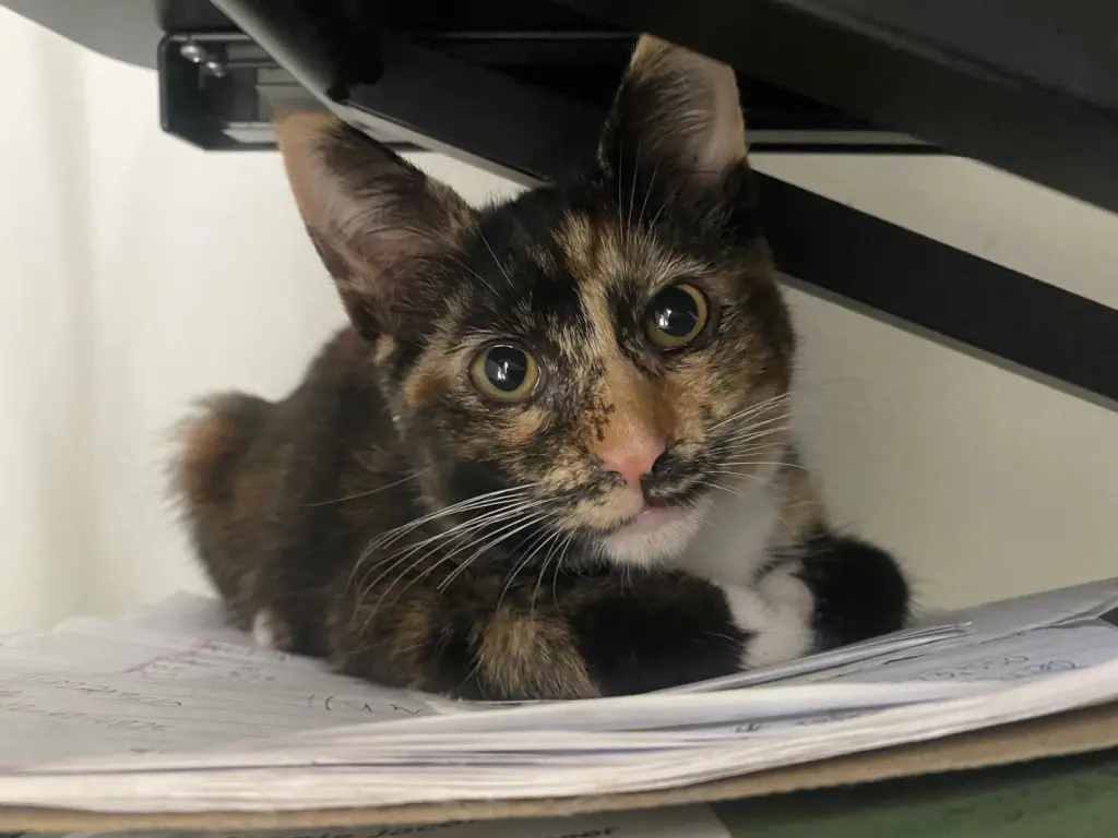 Coco