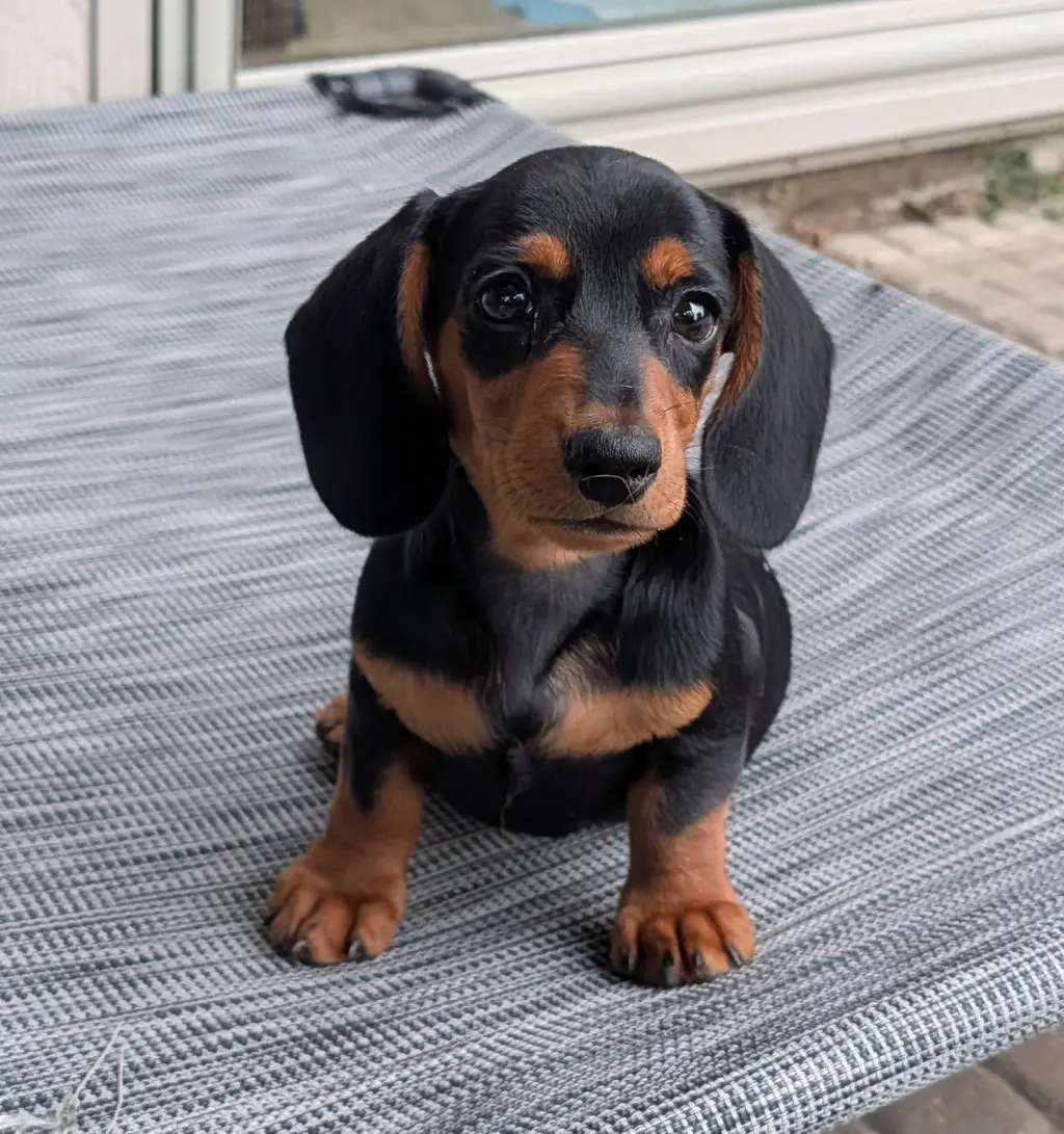 Ryder