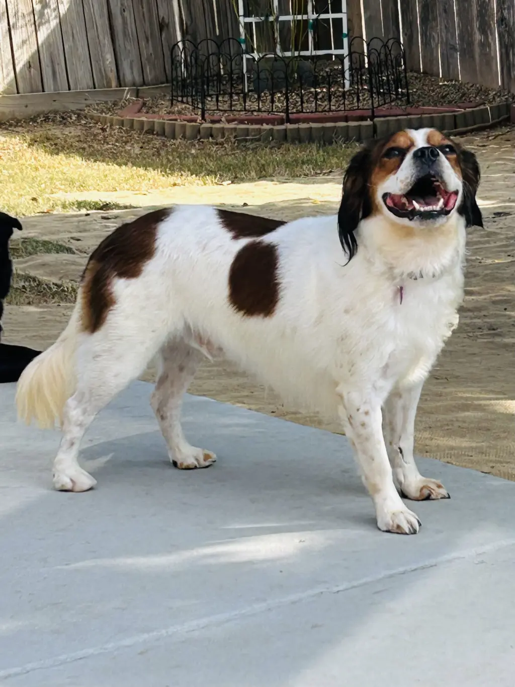 Wilbur
