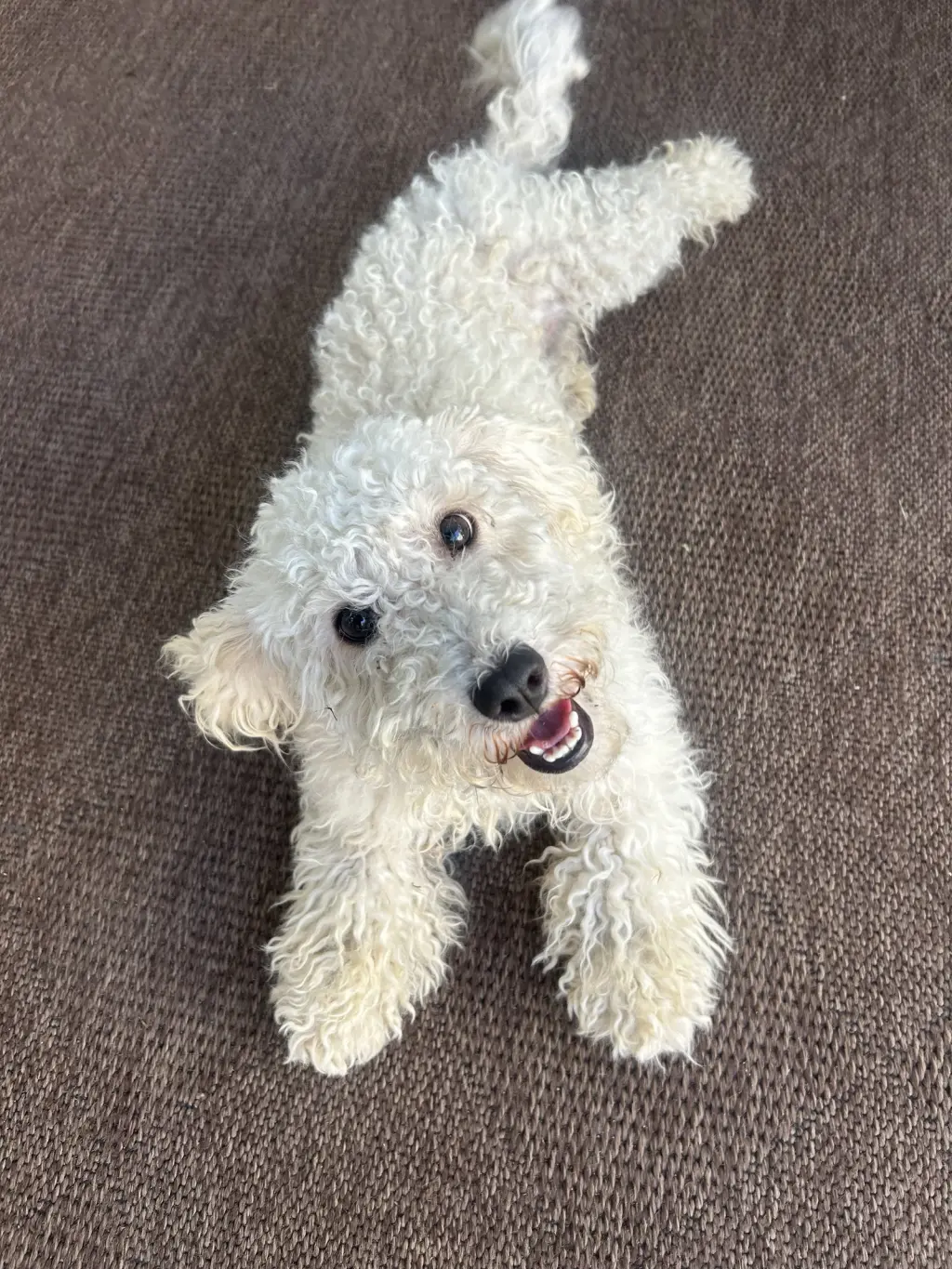 Lucy
