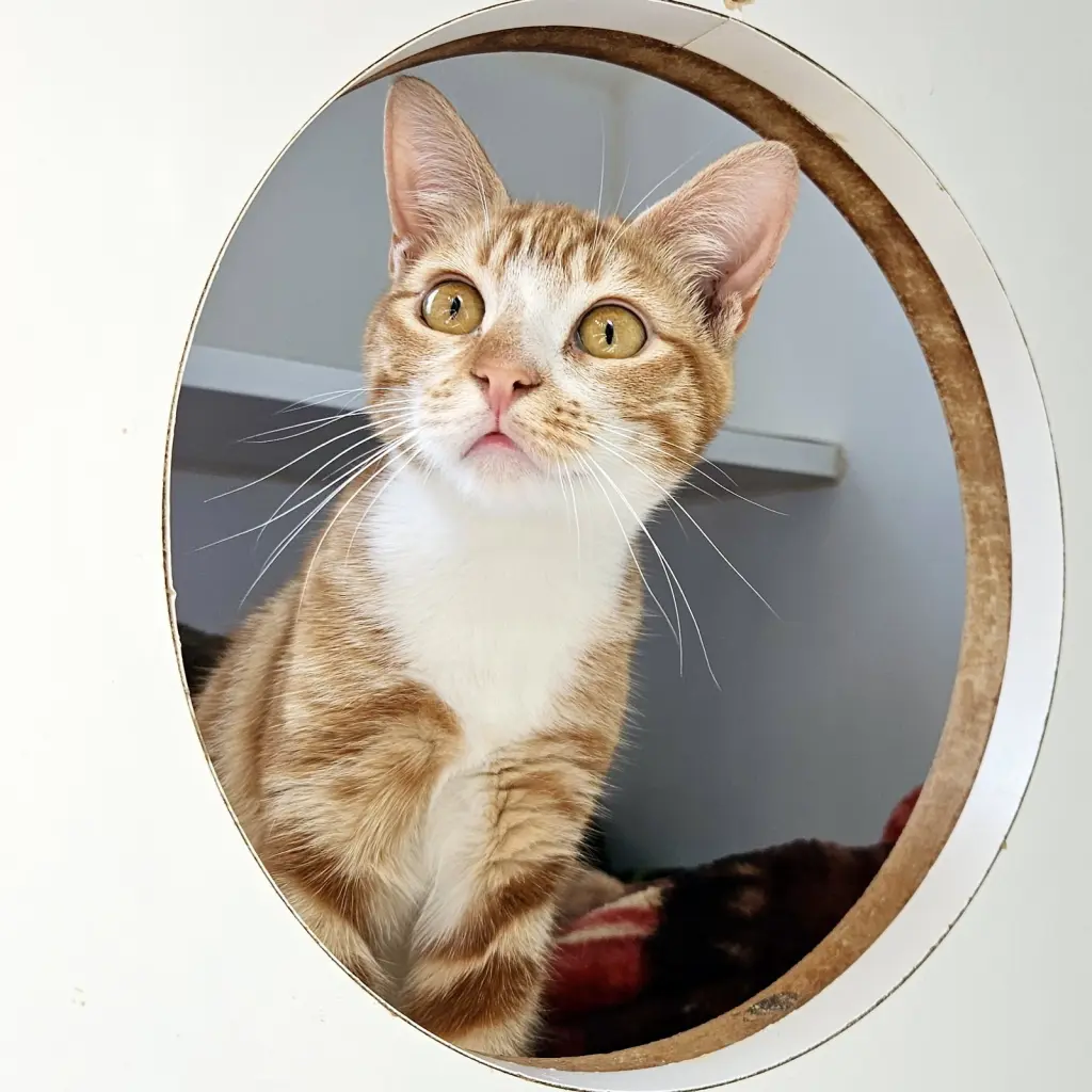 Pecan (bonded w/ Pie)
