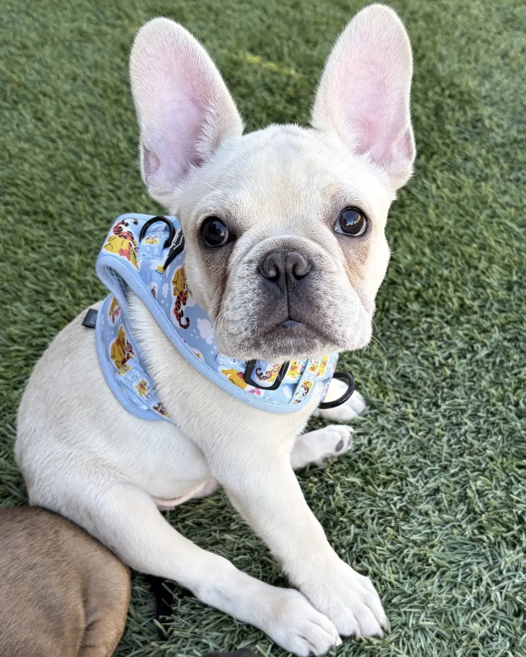Sterling